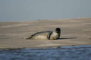 seal in the Somme bay